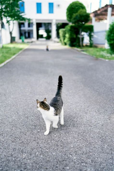 How to Find a Lost Cat: What to Do if Your Cat Goes Missing.